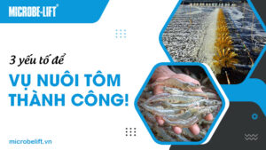3 yếu tố để vụ nuôi tôm thành công!