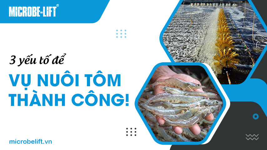 3 yếu tố để vụ nuôi tôm thành công!