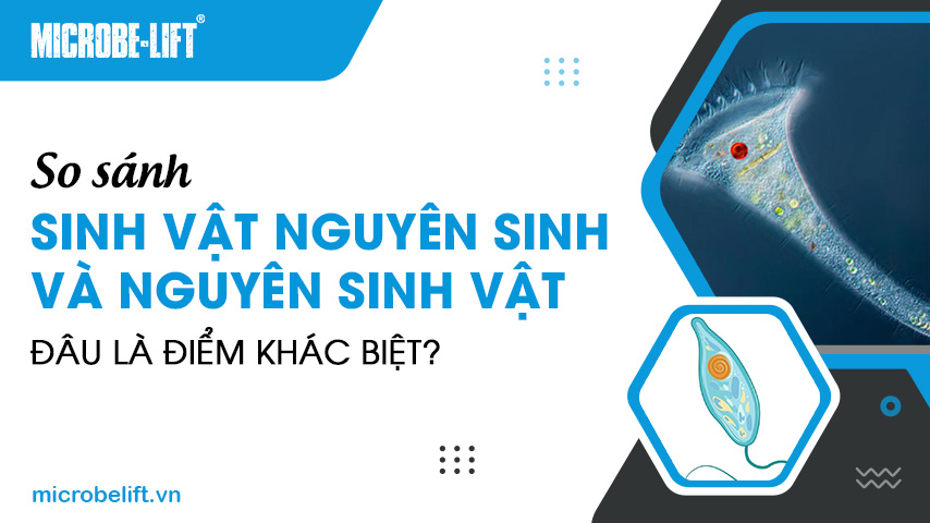 So sánh sinh vật nguyên sinh và nguyên sinh vật: Đâu là điểm khác biệt?