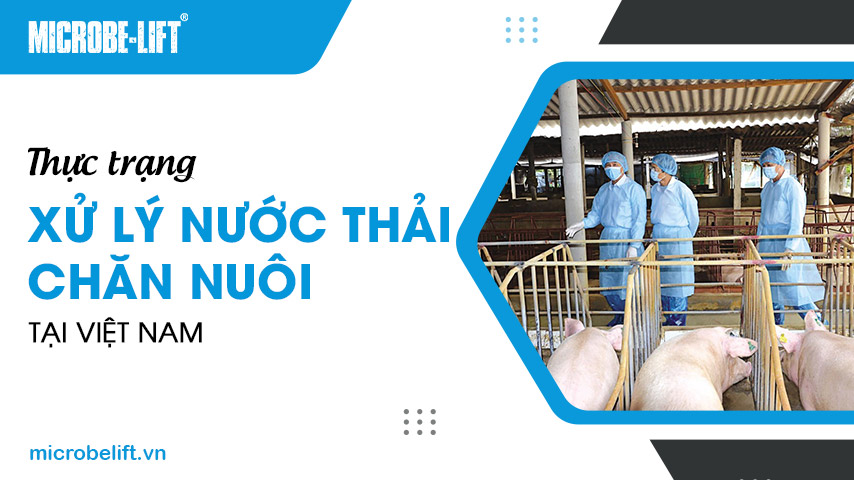 Thực trạng xử lý nước thải chăn nuôi tại Việt Nam