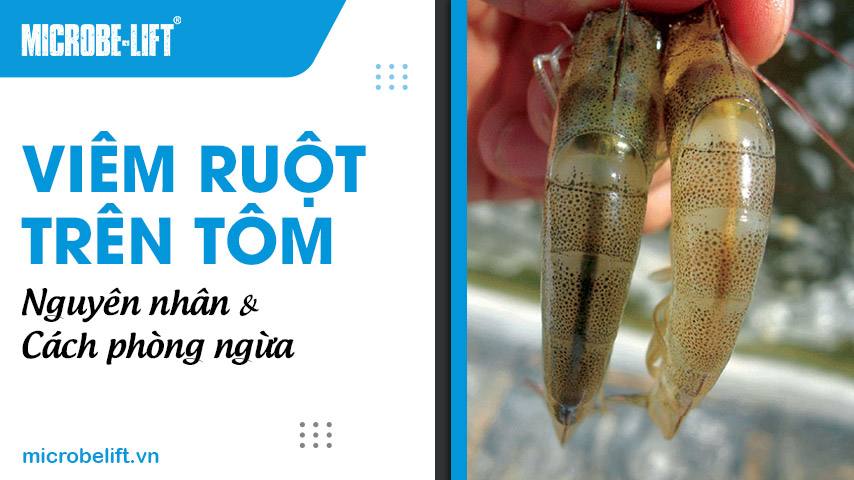 Viêm ruột trên tôm: Nguyên nhân và cách phòng ngừa