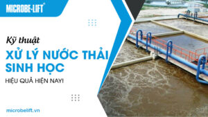 Kỹ thuật xử lý nước thải sinh học hiệu quả hiện nay!