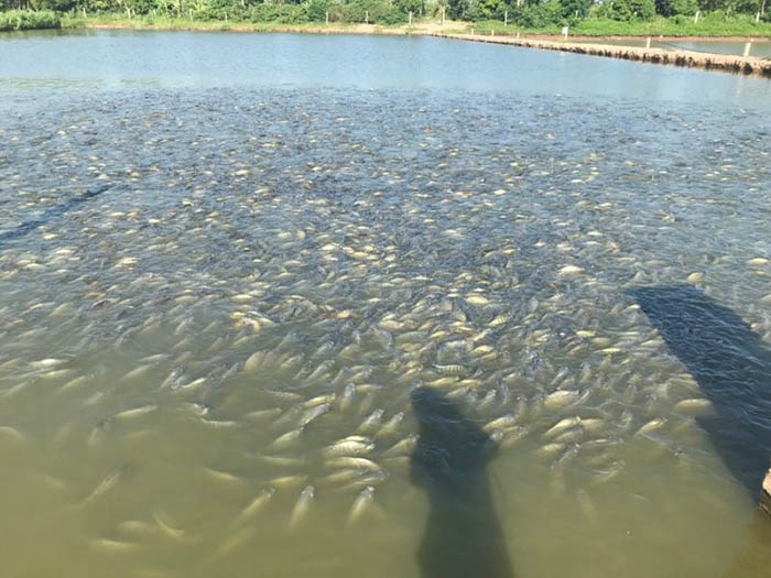 Mô hình nuôi cá rô phi thâm canh sử dụng mật độ cá cao trong ao Mô hình nuôi cá rô phi thâm canh sử dụng mật độ cá cao trong ao