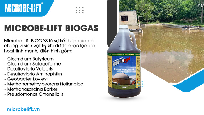 Các chủng vi sinh trong Microbe-Lift BIOGAS được phân lập, nuôi cấy bằng công nghệ độc quyền của Microbe-Lift Các chủng vi sinh trong Microbe-Lift BIOGAS được phân lập, nuôi cấy bằng công nghệ độc quyền của Microbe-Lift