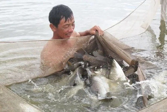 Để đạt được hiệu quả nuôi cá chẽm cao, việc quản lý ao nuôi cần được thực hiện một cách khoa học Để đạt được hiệu quả nuôi cá chẽm cao, việc quản lý ao nuôi cần được thực hiện một cách khoa học