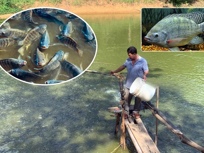 Áp dụng chế phẩm sinh học trong nuôi cá rô phi thâm canh Áp dụng chế phẩm sinh học trong nuôi cá rô phi thâm canh