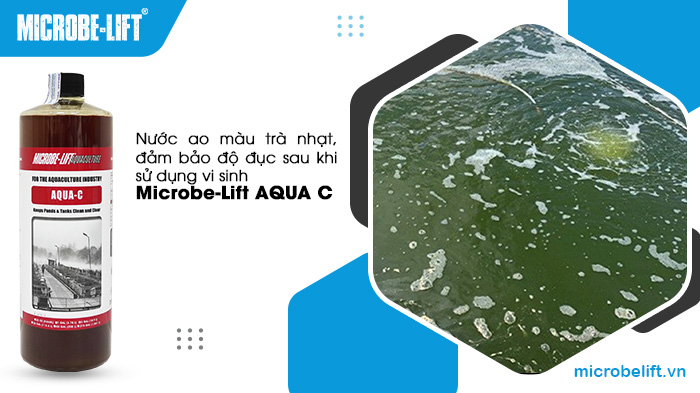 Nước ao màu trà nhạt, đảm bảo độ đục sau khi sử dụng vi sinh Microbe-Lift AQUA C. Nước ao màu trà nhạt, đảm bảo độ đục sau khi sử dụng vi sinh Microbe-Lift AQUA C.
