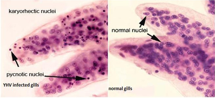 Tôm bị vàng mang nguyên nhân thường do virus YHV. Tôm bị vàng mang nguyên nhân thường do virus YHV.
