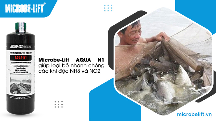 Microbe-Lift AQUA N1 giúp loại bỏ nhanh chóng các khí độc NH3 và NO2 Microbe-Lift AQUA N1 giúp loại bỏ nhanh chóng các khí độc NH3 và NO2