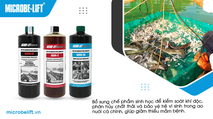 Bổ sung chế phẩm sinh học để kiểm soát khí độc, phân hủy chất thải và bảo vệ hệ vi sinh trong ao nuôi cá chình, giúp giảm thiểu mầm bệnh. Bổ sung chế phẩm sinh học để kiểm soát khí độc, phân hủy chất thải và bảo vệ hệ vi sinh trong ao nuôi cá chình, giúp giảm thiểu mầm bệnh.