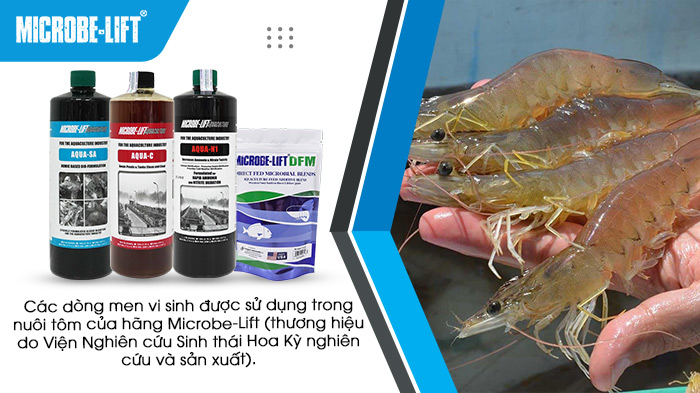 Các dòng men vi sinh được sử dụng trong nuôi tôm của hãng Microbe-Lift (thương hiệu do Viện Nghiên cứu Sinh thái Hoa Kỳ nghiên cứu và sản xuất). Các dòng men vi sinh được sử dụng trong nuôi tôm của hãng Microbe-Lift (thương hiệu do Viện Nghiên cứu Sinh thái Hoa Kỳ nghiên cứu và sản xuất).