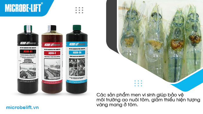 Các sản phẩm men vi sinh giúp bảo vệ môi trường ao nuôi tôm, giảm thiểu hiện tượng vàng mang ở tôm. Các sản phẩm men vi sinh giúp bảo vệ môi trường ao nuôi tôm, giảm thiểu hiện tượng vàng mang ở tôm.
