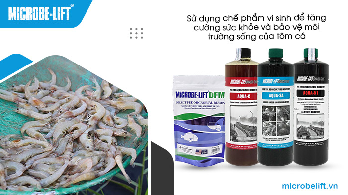 Sử dụng men vi sinh Microbe-Lift giúp tăng sức khỏe cho tôm cá và đảm bảo môi trường nước ao nuôi sạch, giảm nguy cơ khí độc. Sử dụng men vi sinh Microbe-Lift giúp tăng sức khỏe cho tôm cá và đảm bảo môi trường nước ao nuôi sạch, giảm nguy cơ khí độc.