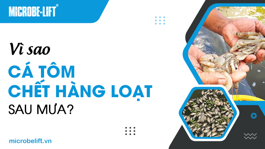 Vì sao cá tôm chết hàng loạt sau mưa?