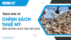 Thách thức từ chính sách thuế Mỹ đến ngành nuôi tôm Việt Nam