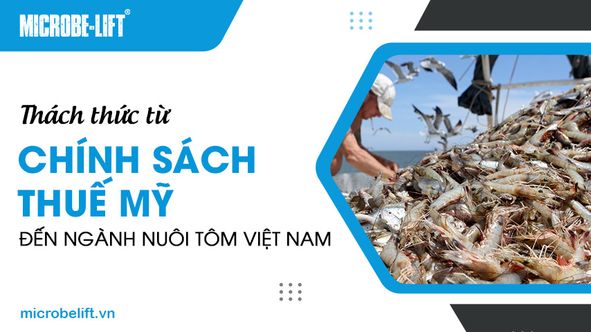 Thách thức từ chính sách thuế Mỹ đến ngành nuôi tôm Việt Nam