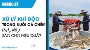 Xử lý khí độc trong nuôi cá chẽm (NH3, NO2) sao cho hiệu quả?