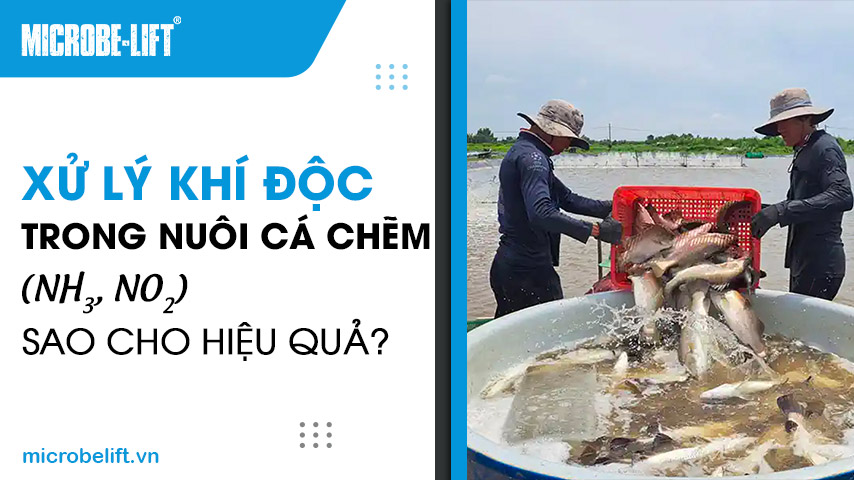 Xử lý khí độc trong nuôi cá chẽm (NH3, NO2) sao cho hiệu quả?