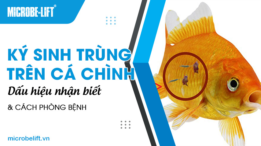 Ký sinh trùng trên cá chình: Dấu hiệu nhận biết và cách phòng bệnh