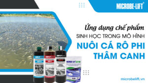 Ứng dụng chế phẩm sinh học trong mô hình nuôi cá rô phi thâm canh