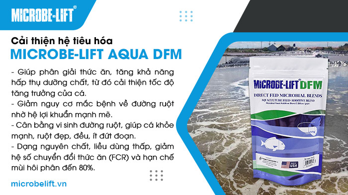 Microbe-Lift DFM là sản phẩm men vi sinh chuyên biệt giúp cải thiện hệ tiêu hóa và phòng ngừa các bệnh đường ruột cho thủy sản. Microbe-Lift DFM là sản phẩm men vi sinh chuyên biệt giúp cải thiện hệ tiêu hóa và phòng ngừa các bệnh đường ruột cho thủy sản.
