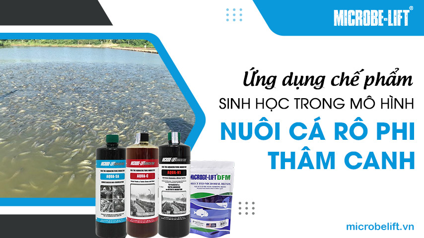 Ứng dụng chế phẩm sinh học trong mô hình nuôi cá rô phi thâm canh