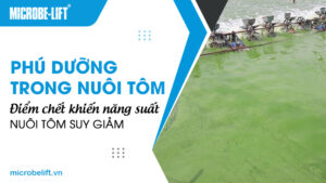 Phú dưỡng trong nuôi tôm: Điểm chết khiến năng suất nuôi tôm suy giảm