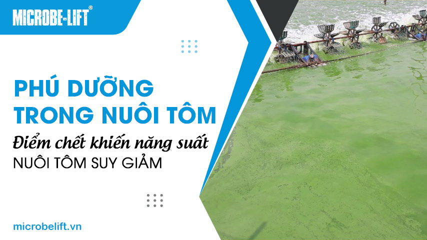 Phú dưỡng trong nuôi tôm: Điểm chết khiến năng suất nuôi tôm suy giảm