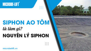 Siphon ao tôm là làm gì? Nguyên lý Siphon