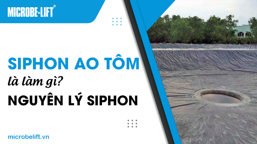 Siphon ao tôm là làm gì? Nguyên lý Siphon