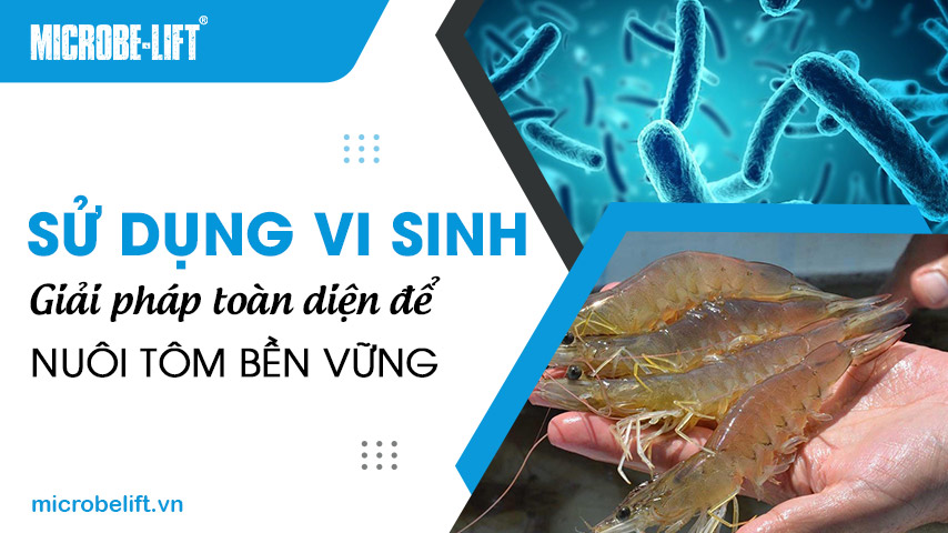 Sử dụng vi sinh - Giải pháp toàn diện để nuôi tôm bền vững