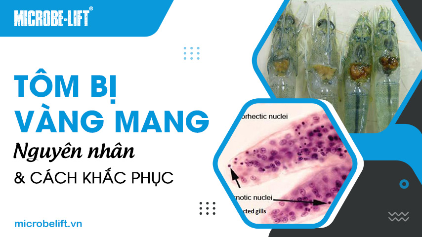 Tôm bị vàng mang: Nguyên nhân và cách khắc phục