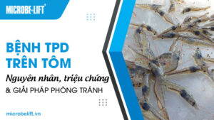 Bệnh TPD trên tôm: Nguyên nhân, triệu chứng và giải pháp phòng tránh
