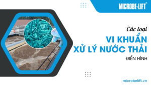 Các loại vi khuẩn xử lý nước thải điển hình