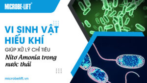 Vi sinh vật hiếu khí giúp xử lý chỉ tiêu Nitơ Amonia trong nước thải