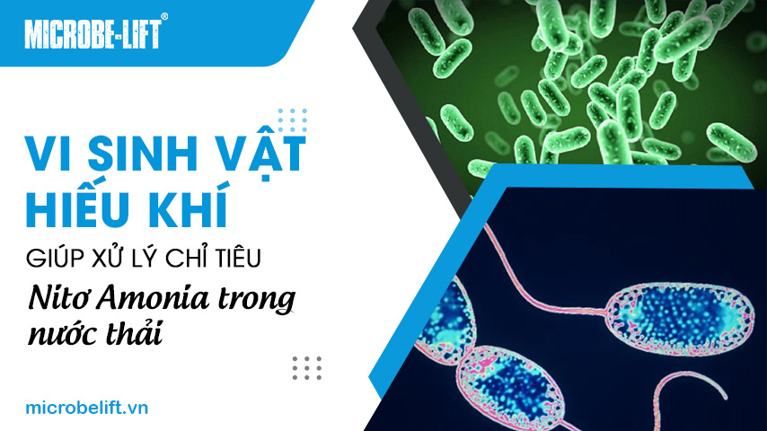 Vi sinh vật hiếu khí giúp xử lý chỉ tiêu Nitơ Amonia trong nước thải