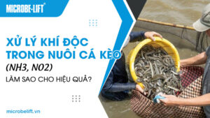 Xử lý khí độc trong nuôi cá kèo (NH3, NO2) làm sao cho hiệu quả?