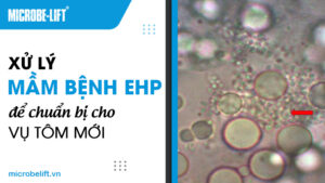 Xử lý mầm bệnh EHP để chuẩn bị cho vụ tôm mới