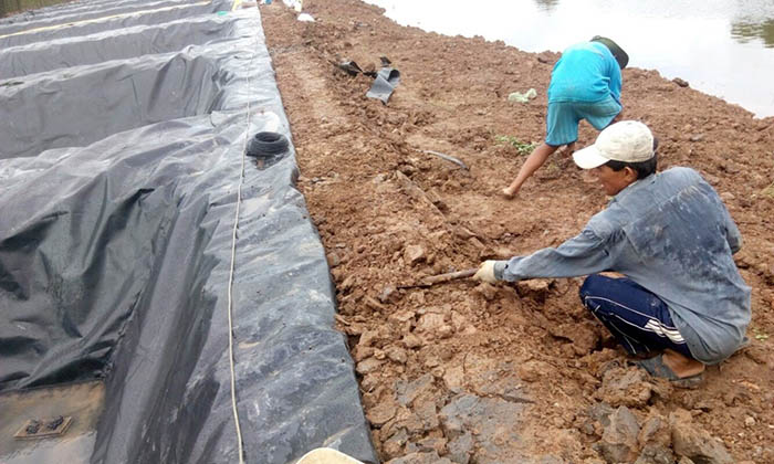 Gia cố bờ ao chắc chắn, hạn chế nước rò rỉ vào ao tôm mùa nắng nóng Gia cố bờ ao chắc chắn, hạn chế nước rò rỉ vào ao tôm mùa nắng nóng