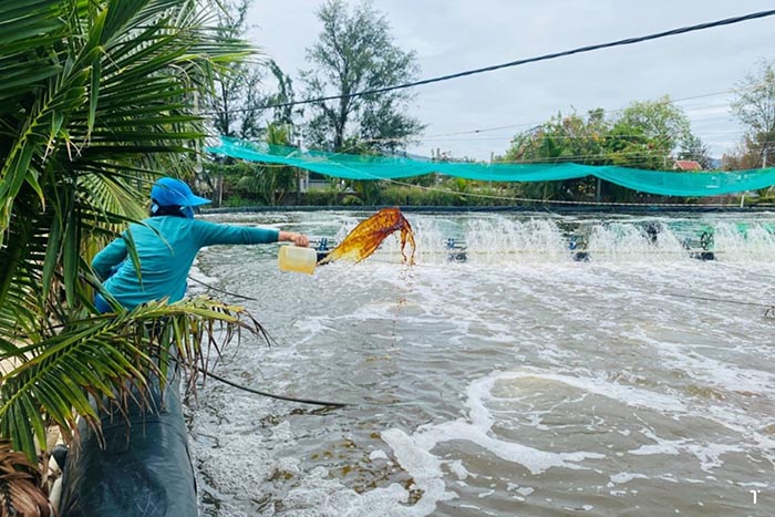 Xử lý nước kỹ càng là công tác quan trọng, đặc biệt đối với chăm sóc ao tôm mùa nắng nóng Xử lý nước kỹ càng là công tác quan trọng, đặc biệt đối với chăm sóc ao tôm mùa nắng nóng