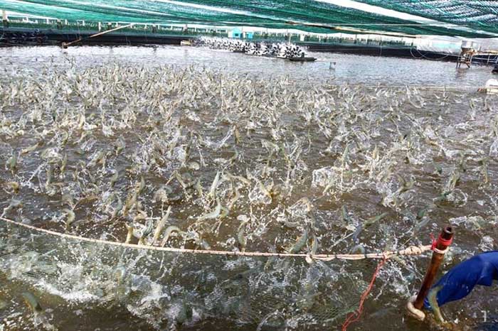 Nếu vẫn cho tôm ăn khi trời mưa, thức ăn sẽ khó tiêu hóa và tồn đọng trong dạ dày Nếu vẫn cho tôm ăn khi trời mưa, thức ăn sẽ khó tiêu hóa và tồn đọng trong dạ dày