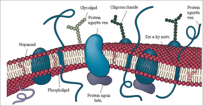 Chất dinh dưỡng có thể ảnh hưởng đến khả năng tạo enzyme và sinh trưởng của vi sinh Chất dinh dưỡng có thể ảnh hưởng đến khả năng tạo enzyme và sinh trưởng của vi sinh