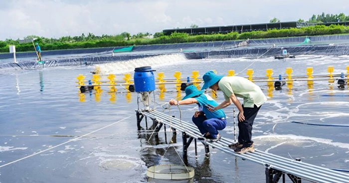 Chế phẩm sinh học có khả năng phân hủy chất thải hữu cơ Chế phẩm sinh học có khả năng phân hủy chất thải hữu cơ