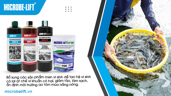 Bổ sung các sản phẩm men vi sinh để tạo hệ vi sinh có lợi át chế vi khuẩn có hại, giảm tảo, làm sạch, ổn định môi trường ao tôm mùa nắng nóng. Bổ sung các sản phẩm men vi sinh để tạo hệ vi sinh có lợi át chế vi khuẩn có hại, giảm tảo, làm sạch, ổn định môi trường ao tôm mùa nắng nóng.