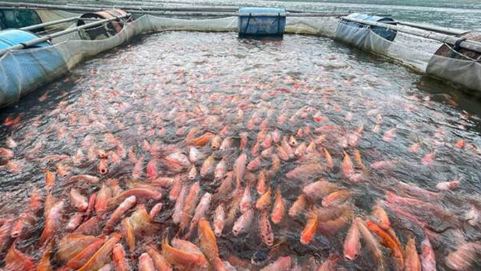 Đường ruột cá rô phi là nơi cư trú của hàng trăm loài vi sinh vật khác nhau Đường ruột cá rô phi là nơi cư trú của hàng trăm loài vi sinh vật khác nhau