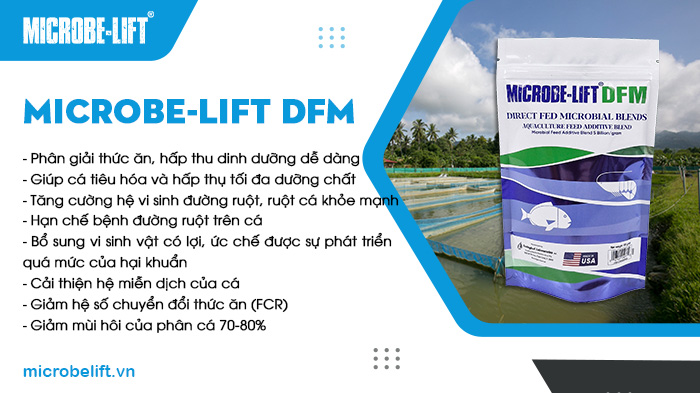 Microbe-Lift DFM là sản phẩm men vi sinh đường ruột chuyên dụng dành cho cá rô phi Microbe-Lift DFM là sản phẩm men vi sinh đường ruột chuyên dụng dành cho cá rô phi