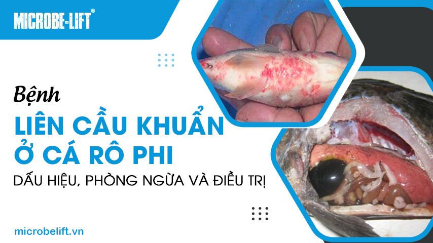 Bệnh liên cầu khuẩn ở cá rô phi: Dấu hiệu, phòng ngừa và điều trị