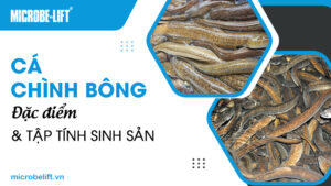 Cá chình bông: Đặc điểm và tập tính sinh sản
