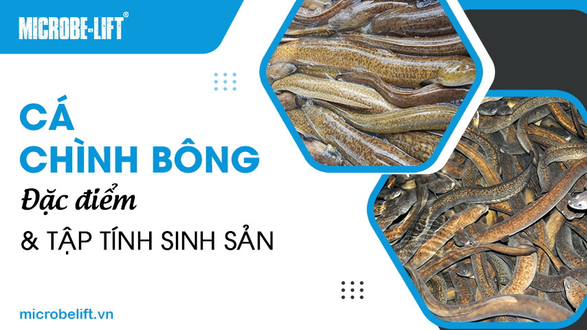 Cá chình bông: Đặc điểm và tập tính sinh sản