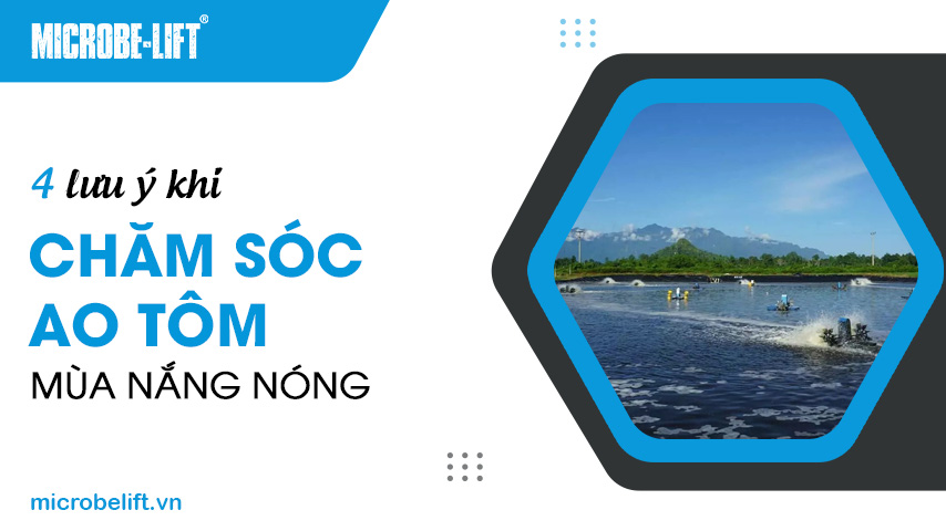4 lưu ý khi chăm sóc ao tôm mùa nắng nóng